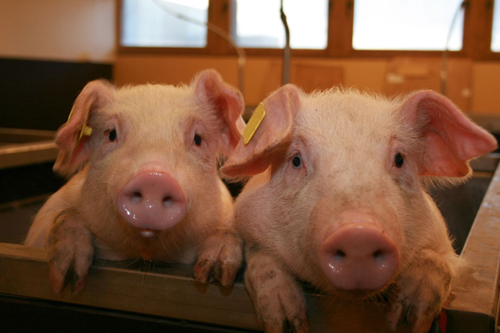 Eskort Survey sends positive signals to SA pork industry